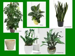 Shade-loving indoor plants for the hallway names and photos