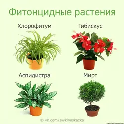 Ценялюбныя Пакаёвыя Расліны Для Пярэдняга Пакоя Назвы І Фота