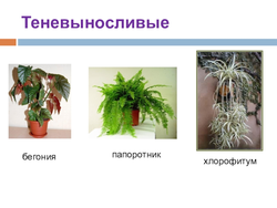 Тенелюбивые комнатные растения для прихожей названия и фото