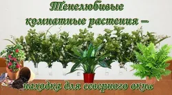 Тенелюбивые комнатные растения для прихожей названия и фото