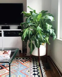 Категория Прихожие