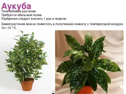 Тенелюбивые комнатные растения для прихожей названия и фото