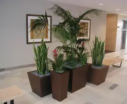 Shade-loving indoor plants for the hallway names and photos