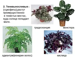 Растаниҳои Дарунӣ Соя-Дӯст Барои Номҳо Ва Аксҳои Долон