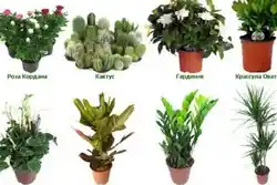 Shade-loving indoor plants for the hallway names and photos