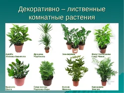 Ценялюбныя пакаёвыя расліны для пярэдняга пакоя назвы і фота