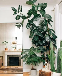 Photo of indoor plants for the hallway