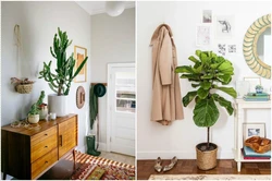 Photo of indoor plants for the hallway