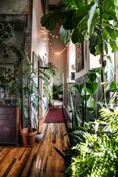 Photo of indoor plants for the hallway