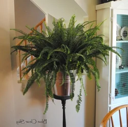 Photo of indoor plants for the hallway