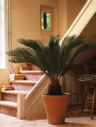 Photo of indoor plants for the hallway