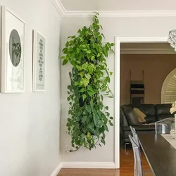 Photo Of Indoor Plants For The Hallway
