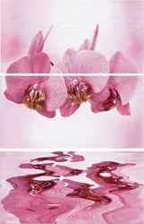 Photo Bath Orchids