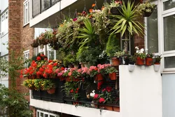 Photo of flowers inside the loggia
