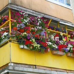 Фото цветов внутри лоджии