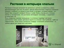 Flowers for the bedroom useful photos