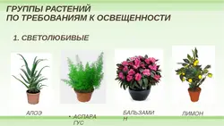Неприхотливые цветы для кухни фото и название