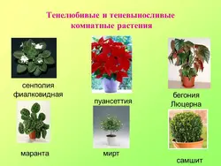 Непатрабавальныя кветкі для кухні фота і назва