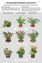 Unpretentious Flowers For The Kitchen Photo And Name
