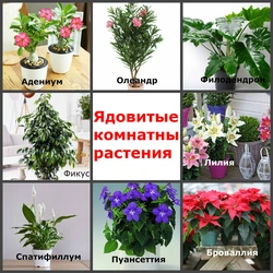 Unpretentious flowers for the kitchen photo and name