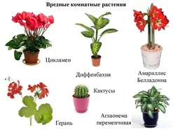 Гулҳои номатлуб барои акс ва номи ошхона