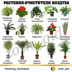 Неприхотливые цветы для кухни фото и название