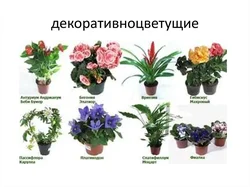 Катэгорыя 