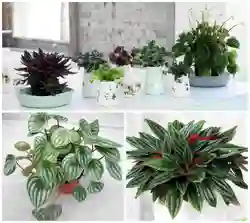 Неприхотливые цветы для кухни фото и название