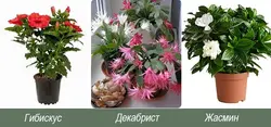 Unpretentious flowers for the kitchen photo and name