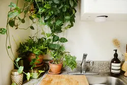 Unpretentious flowers for the kitchen photo and name
