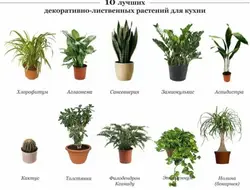 Неприхотливые цветы для кухни фото и название