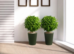 Indoor flower in the living room photo