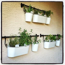 Flower Pots In The Kitchen Photo