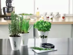 Flower pots in the kitchen photo