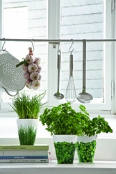 Flower pots in the kitchen photo