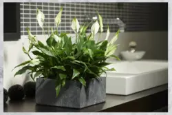 Flower in the bathroom photo