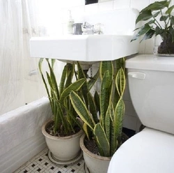 Flower in the bathroom photo