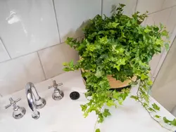 Гул дар ҳаммом акс