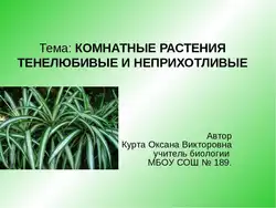 Растаниҳои дарунӣ соя-дӯст барои долон ва аксҳои оддӣ