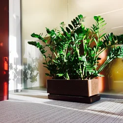 Shade-loving indoor plants for the hallway and unpretentious photos