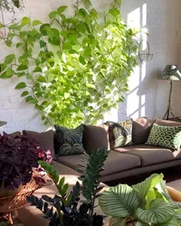 Shade-Loving Indoor Plants For The Hallway And Unpretentious Photos