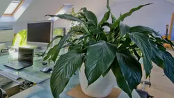 Shade-loving indoor plants for the hallway and unpretentious photos