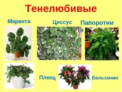 Тенелюбивые растения комнатные для прихожей и неприхотливые фото