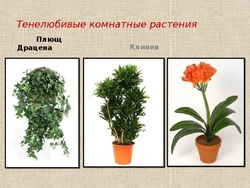 Категория Прихожие