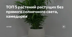 Тенелюбивые растения комнатные для прихожей и неприхотливые фото