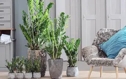 Shade-loving indoor plants for the hallway and unpretentious photos