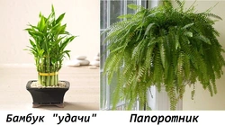 Категория Прихожие
