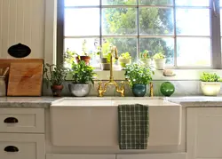 Домашние цветы для кухни фото