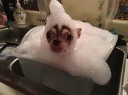 Funny photos in the bathroom