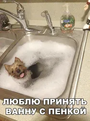 Ваннадағы Күлкілі Суреттер